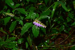 Elsholtzia splendens