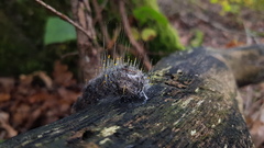 Phycomyces