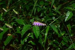 Elsholtzia splendens