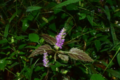 Elsholtzia splendens