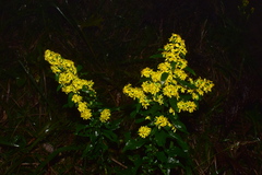 Solidago decurrens