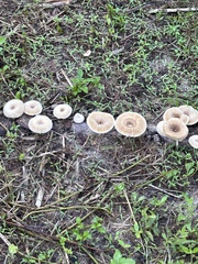 Lentinus