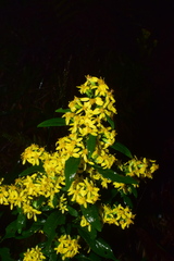Solidago decurrens
