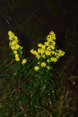 Solidago decurrens