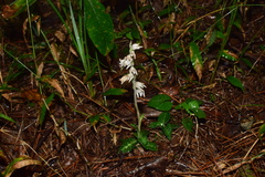 Goodyera schlechtendaliana