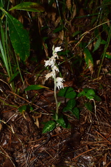 Goodyera schlechtendaliana