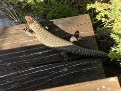 Egernia kingii