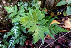Doryopteris concolor