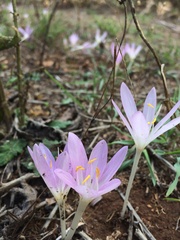 Colchicum cupanii