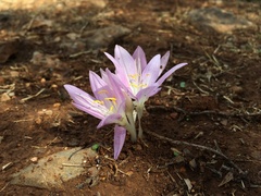 Colchicum cupanii