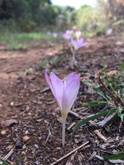 Colchicum cupanii