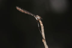 Leptogaster