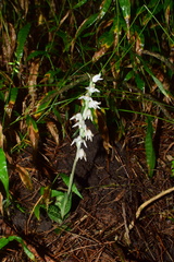 Goodyera schlechtendaliana