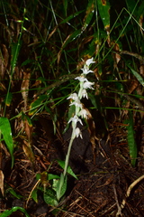 Goodyera schlechtendaliana