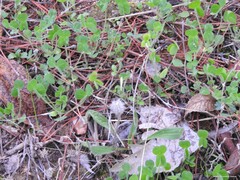 Trifolium angustifolium