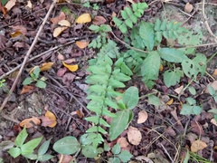 Hemionitis tomentosa