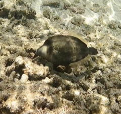 Cantherhines pardalis