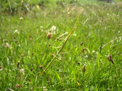 Clonopsis gallica