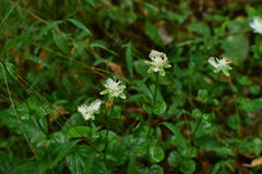Parnassia foliosa