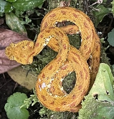 Bothriechis schlegelii