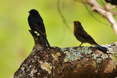 Melaenornis pammelaina