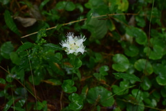 Parnassia foliosa