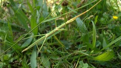 Clonopsis gallica