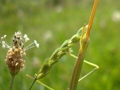 Clonopsis gallica
