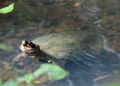 Notochelys platynota