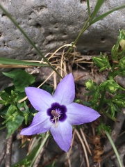 Campanula versicolor