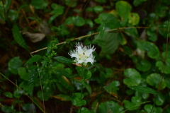 Parnassia foliosa