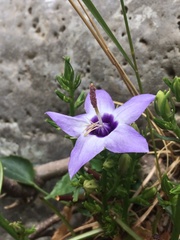 Campanula versicolor
