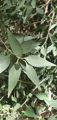 Maytenus acuminata acuminata