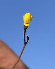 Utricularia
