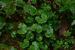 Parnassia foliosa