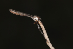 Leptogaster