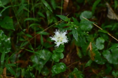 Parnassia foliosa