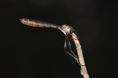 Leptogaster