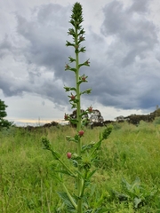 Verbascum blattaria