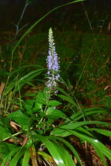 Veronica rotunda