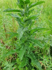 Verbascum blattaria