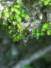 Dolichoderus bispinosus