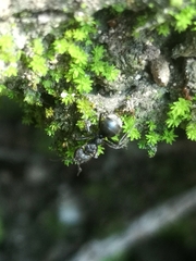 Dolichoderus bispinosus