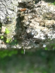 Dolichoderus bispinosus