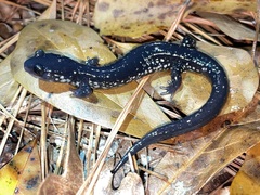 Plethodon chlorobryonis