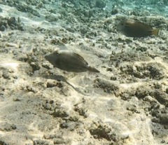 Cantherhines pardalis