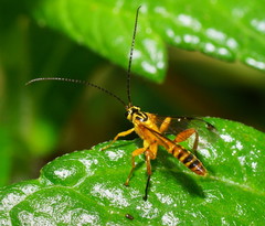 Echthromorpha agrestoria