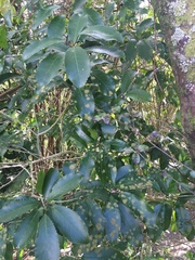 Melicytus ramiflorus