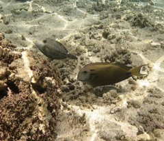 Cantherhines pardalis