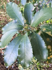 Melicytus ramiflorus